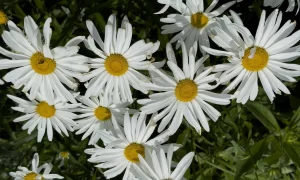 Daisies
