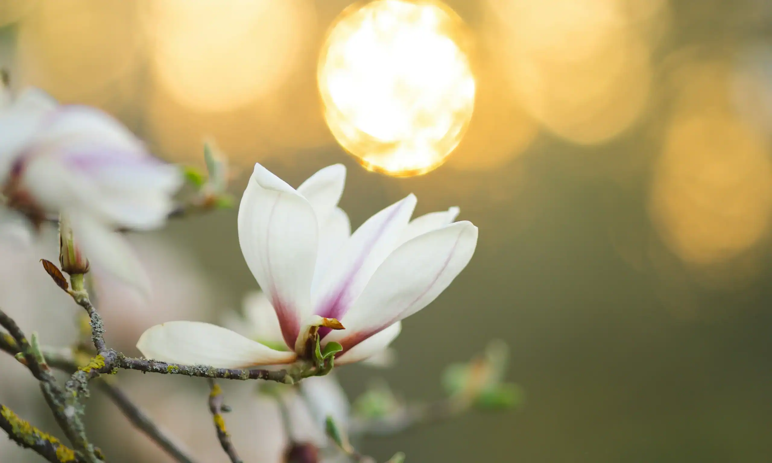 white flower with sun in background